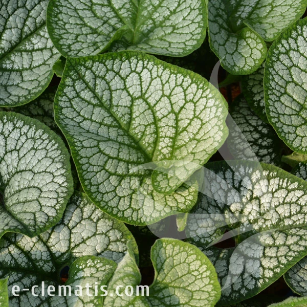 Brunnera macrophylla Sea Heart.webp