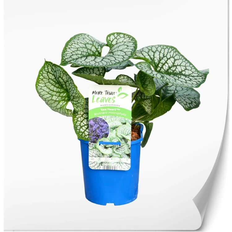 produkty-C2-brunnera-niebieska-sea-heart.webp