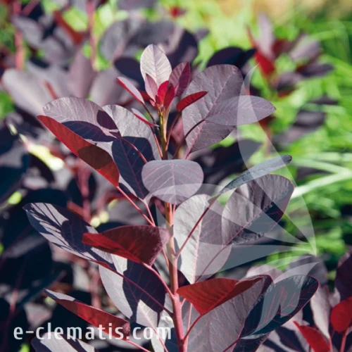 Cotinus_coggygria_Royal_Purple.webp
