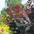 Cotinus_coggygria_Royal_Purple1.webp