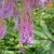 Astilbe-pumila.webp