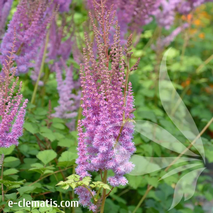 Astilbe-pumila.webp