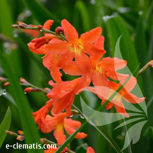 Crocosmia-Carmine-Briliant-2.webp