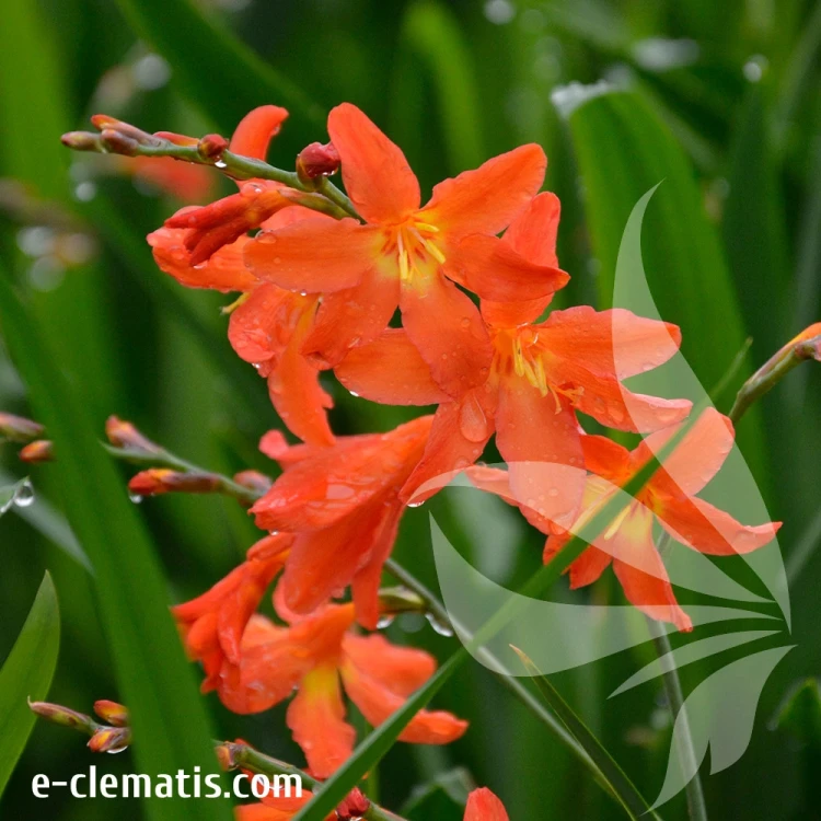 Crocosmia-Carmine-Briliant-2.webp