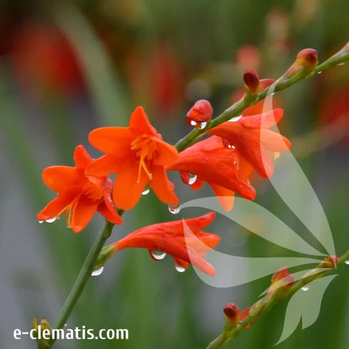 Crocosmia-Red-King-1.webp