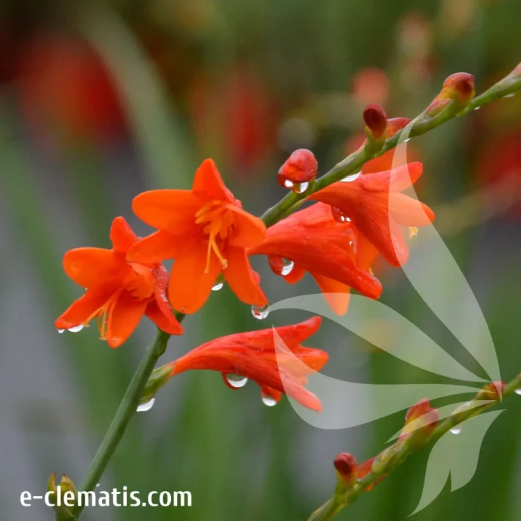 Crocosmia-Red-King-1.webp