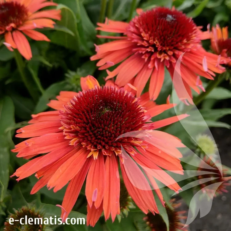 echinacea-carrot-cake-3-e-clematis.webp