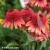 echinacea-carrot-cake-1-e-clematis.webp
