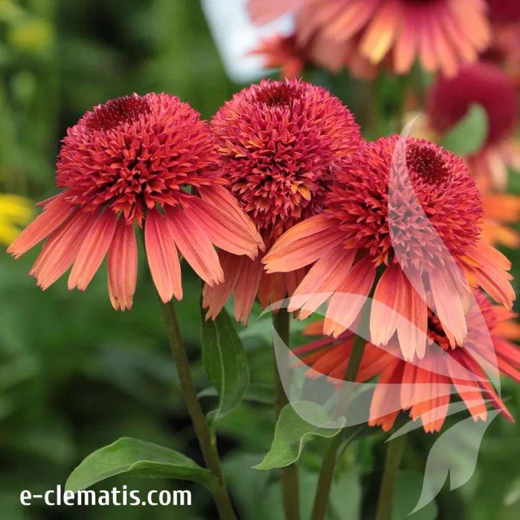 echinacea-carrot-cake-1-e-clematis.webp