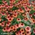 echinacea-carrot-cake-2-e-clematis.webp
