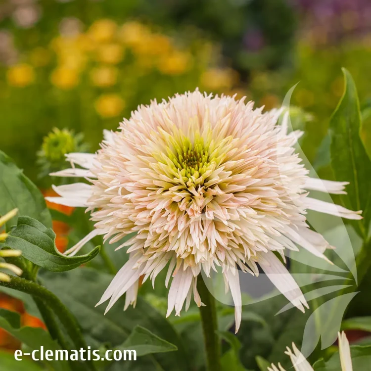 echinacea-cherry-fluff-2-e-clematis.webp