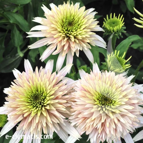 echinacea-cherry-fluff-1-e-clematis.webp