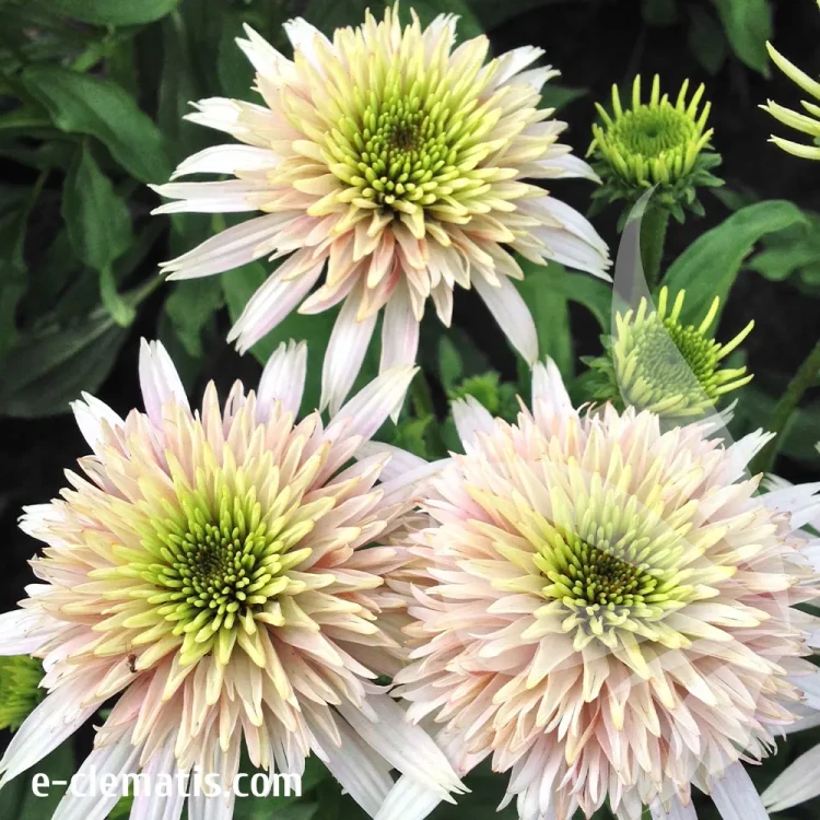 echinacea-cherry-fluff-1-e-clematis.webp