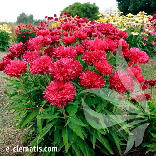 echinacea-fringe-festival-2-e-clematis.webp