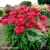 echinacea-fringe-festival-2-e-clematis.webp