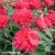 echinacea-fringe-festival-1-e-clematis.webp