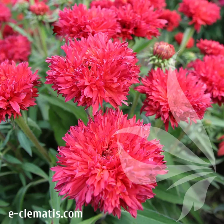 echinacea-fringe-festival-1-e-clematis.webp