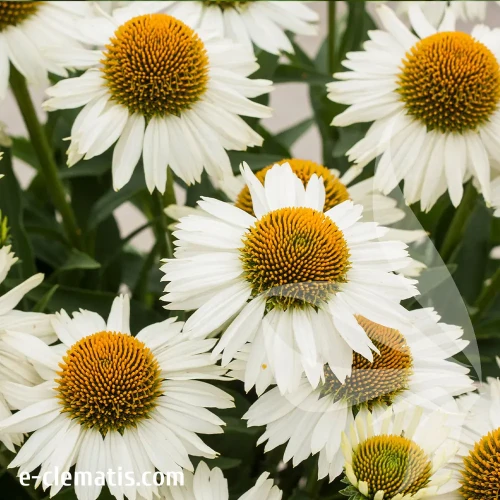 echinacea-meditation-white-2-e-clematis.webp