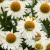 echinacea-meditation-white-2-e-clematis.webp