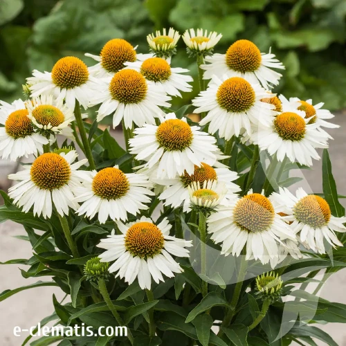 echinacea-meditation-white-1-e-clematis.webp