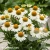 echinacea-meditation-white-1-e-clematis.webp