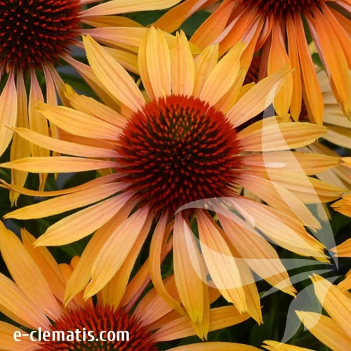 echinacea-big-kahuna-3-e-clematis.webp