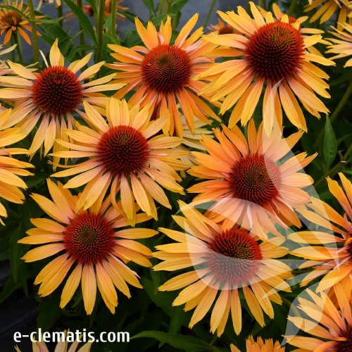 echinacea-big-kahuna-1-e-clematis.webp