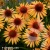 echinacea-big-kahuna-1-e-clematis.webp