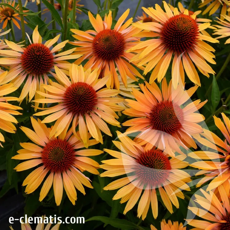 echinacea-big-kahuna-1-e-clematis.webp