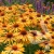 echinacea-big-kahuna-2-e-clematis.webp