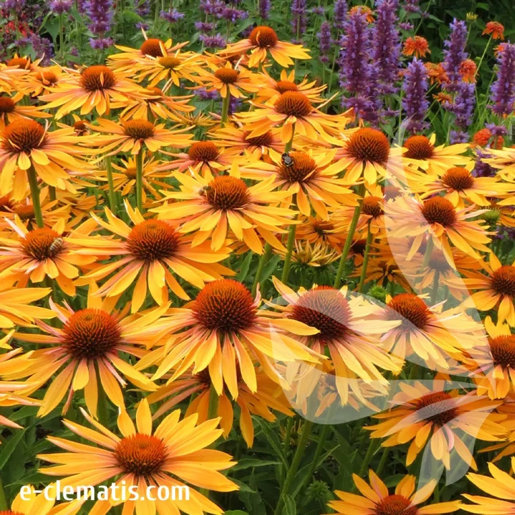 echinacea-big-kahuna-2-e-clematis.webp