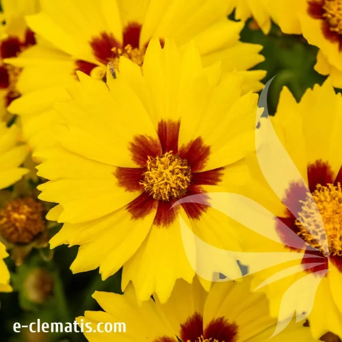 coreopsis-x-hybrida-calypso-lemon-2-e-clematis.webp