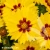 coreopsis-x-hybrida-calypso-lemon-2-e-clematis.webp