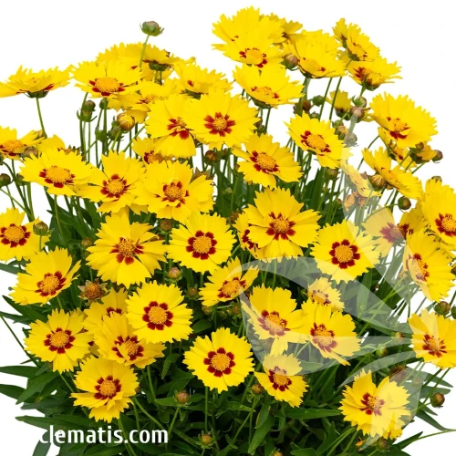 coreopsis-x-hybrida-calypso-lemon-1-e-clematis.webp