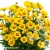 coreopsis-x-hybrida-calypso-lemon-1-e-clematis.webp