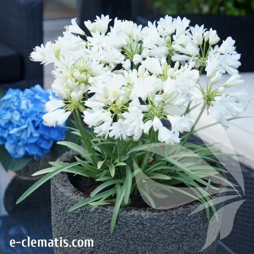 agapanthus-double-diamond-2-e-clematis.webp