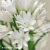 agapanthus-double-diamond-1-e-clematis.webp