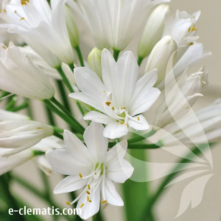 agapanthus-double-diamond-1-e-clematis.webp