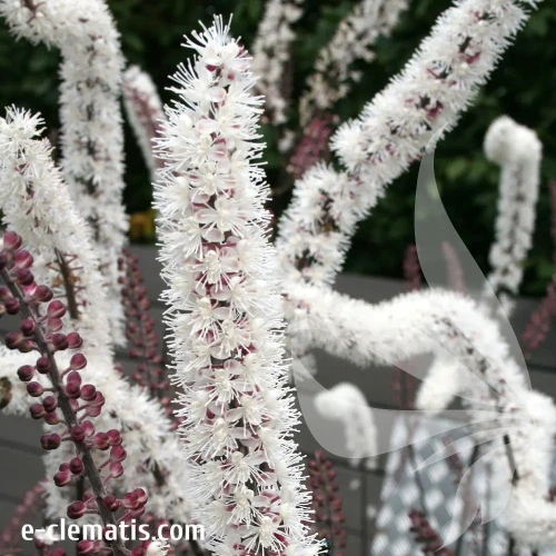 actaea-atropurpurea-1-e-clematis.webp