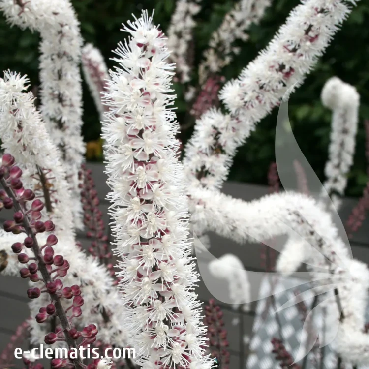 actaea-atropurpurea-1-e-clematis.webp