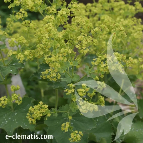 alchemilla-mollis-robustica-1-e-clematis.webp
