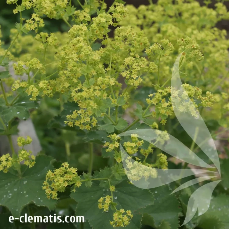alchemilla-mollis-robustica-1-e-clematis.webp