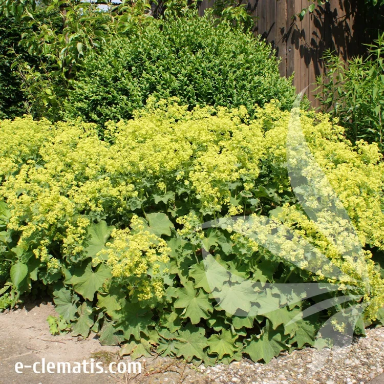 alchemilla-mollis-1-e-clematis.webp