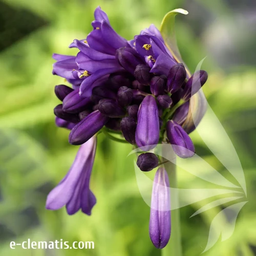 agapanthus-purple-cloud-1-e-clematis.webp