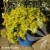 choisya-goldfingers-1.webp