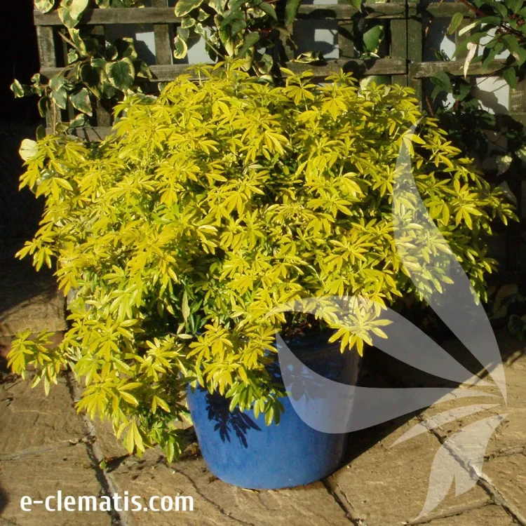 choisya-goldfingers-1.webp