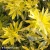 choisya-goldfingers-2.webp