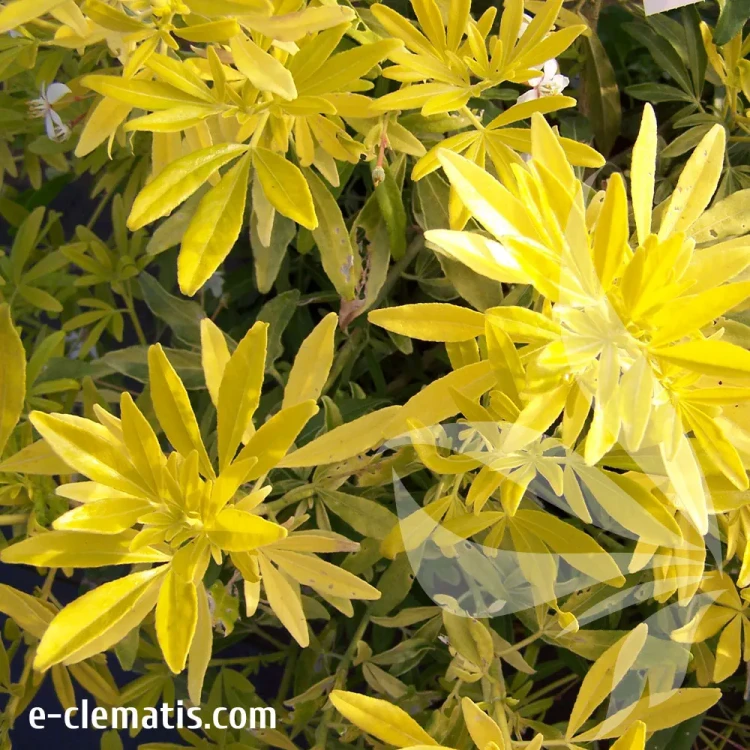 choisya-goldfingers-2.webp