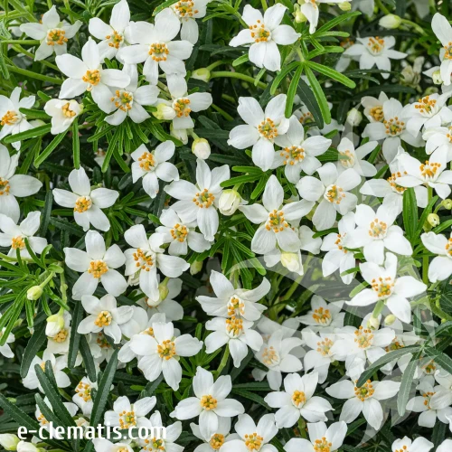 choisya-tiny-dancer-3.webp