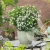 choisya-tiny-dancer-1.webp